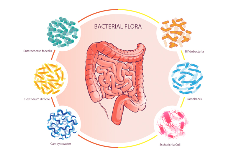 Gut Microbiome 1