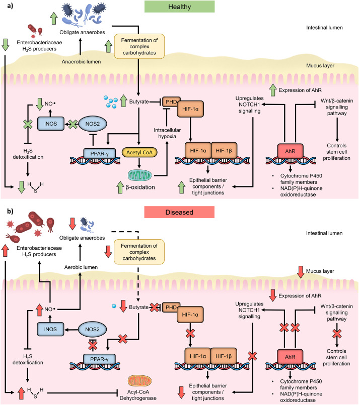 Butyrate and Gut Health Advances in Clinical Applications