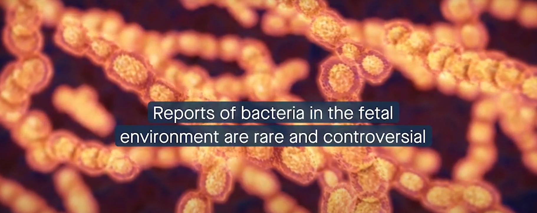 EVs microbiota maternal