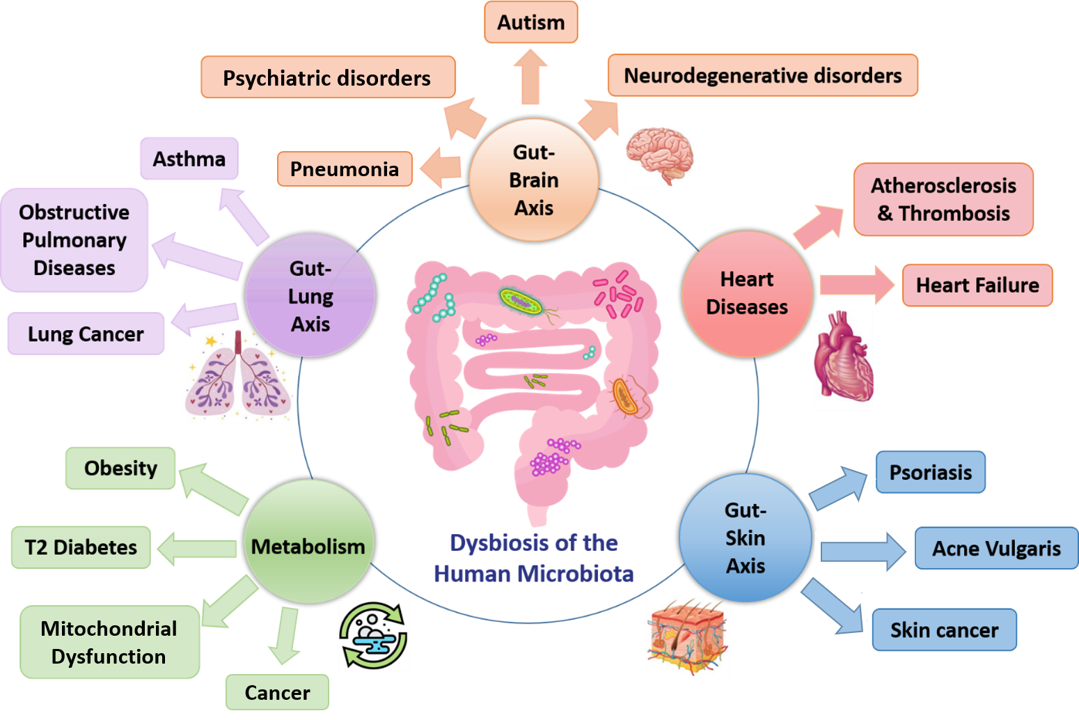 The future of medicine is strongly related to the quality of our microbiota