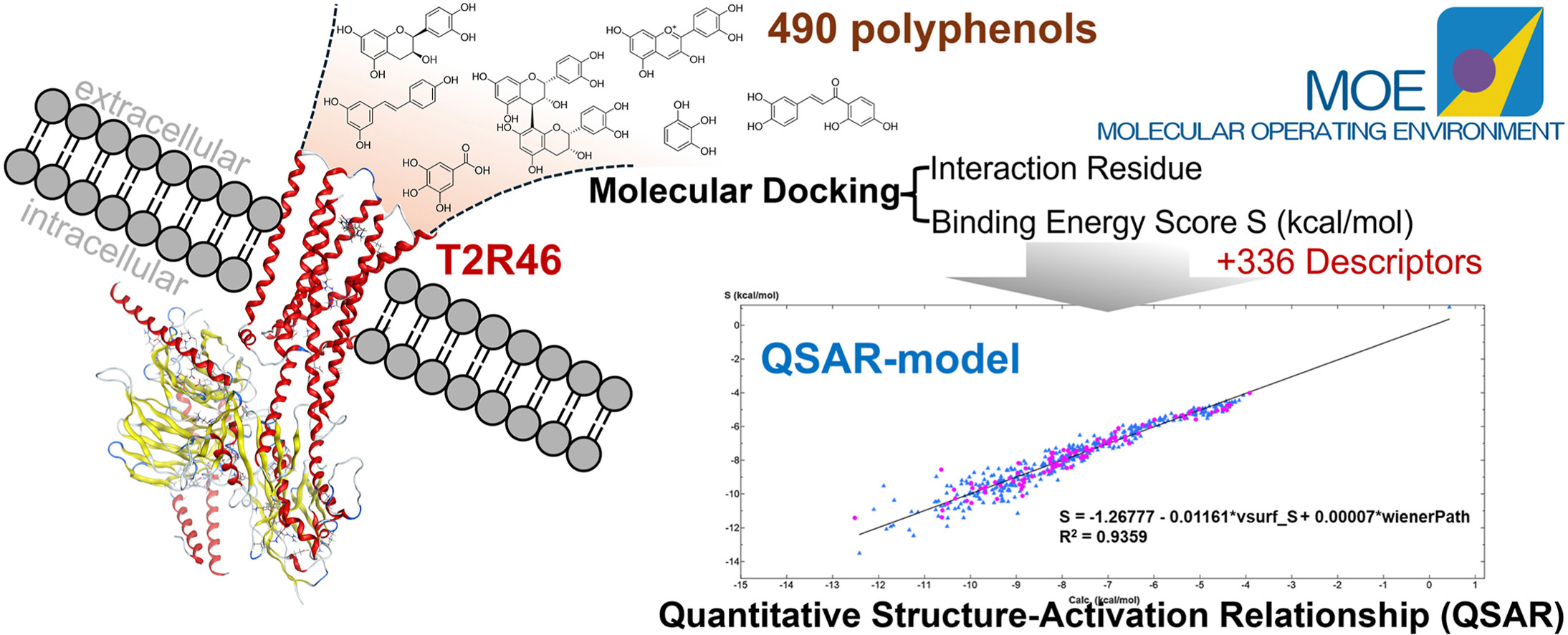 Microbiota and Polyphenols Flavonoids as Activators of Gut Hormones