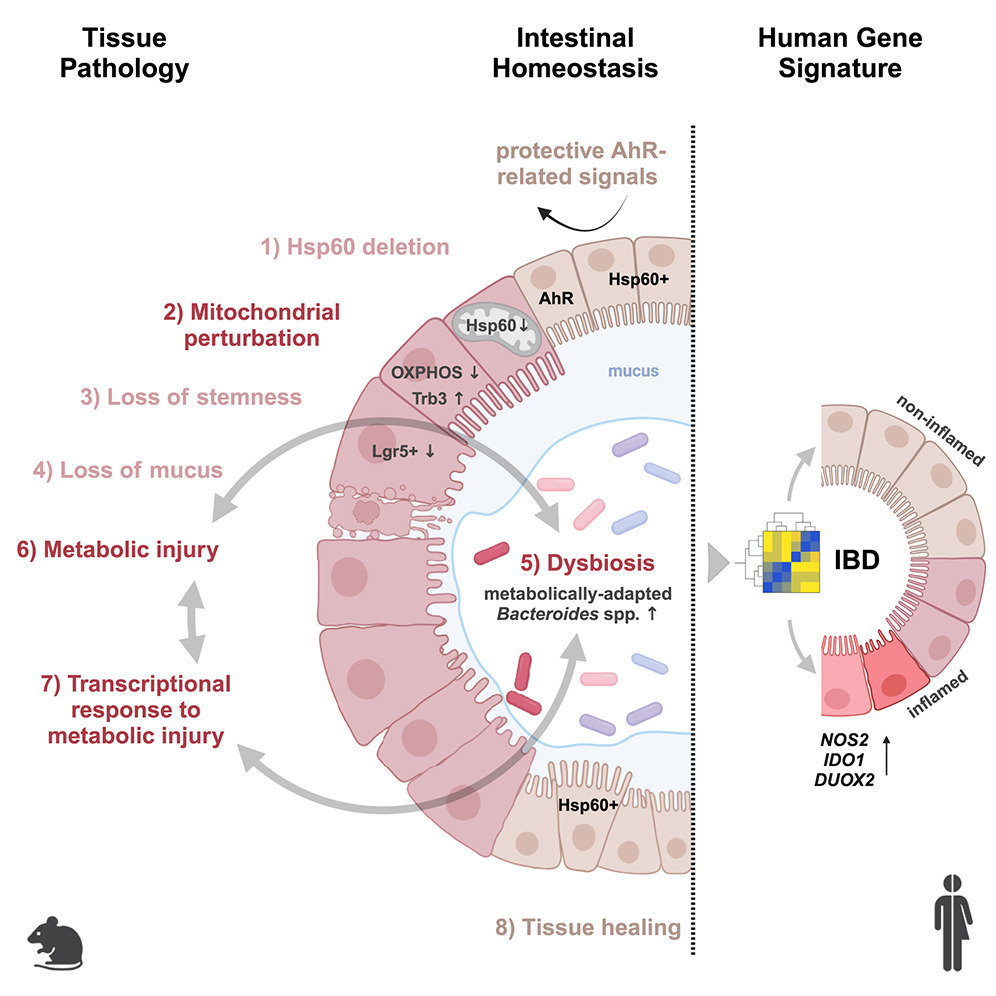 Possible Trigger of Crohns Disease Discovered Dysfunctional Mitochondria Disrupt the Gut Microbiome