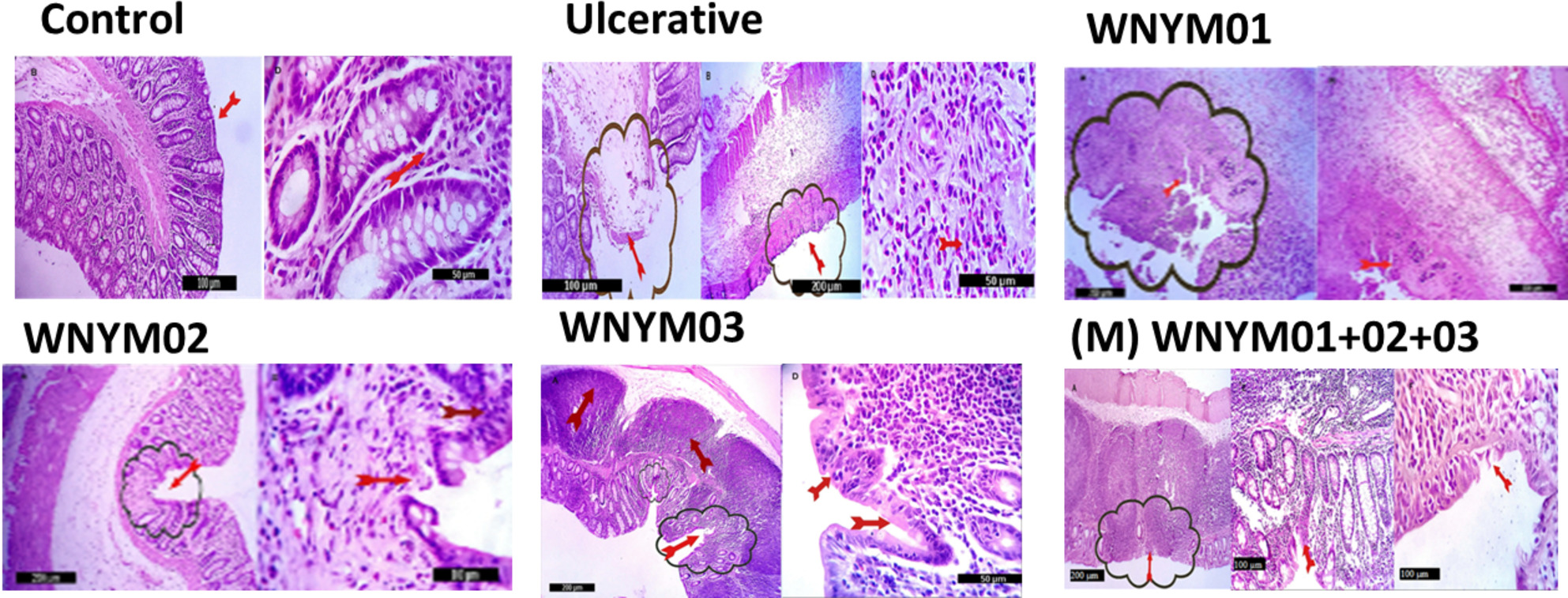 Rats colon segment showing the histo morphological structures differences among the groups