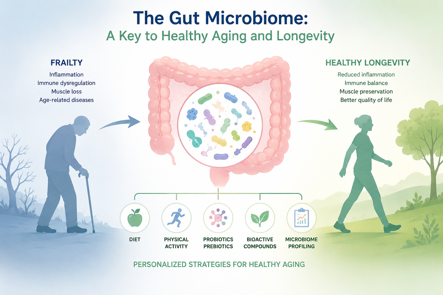 The Gut Microbiome and Ageing Trajectories From Frailty to Healthy Longevity