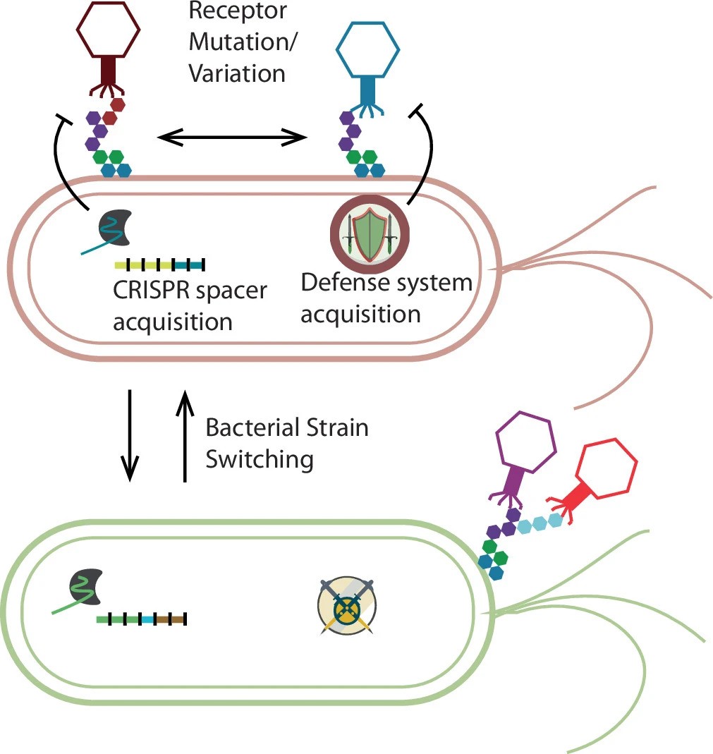 The Hidden Architects of the Gut Phage Bacteria Dynamics in Early Childhood Development