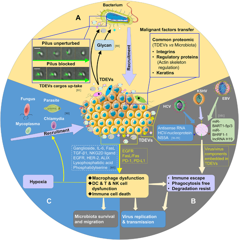 Tumor hijacks macrophages and microbiota through extracellular vesicles