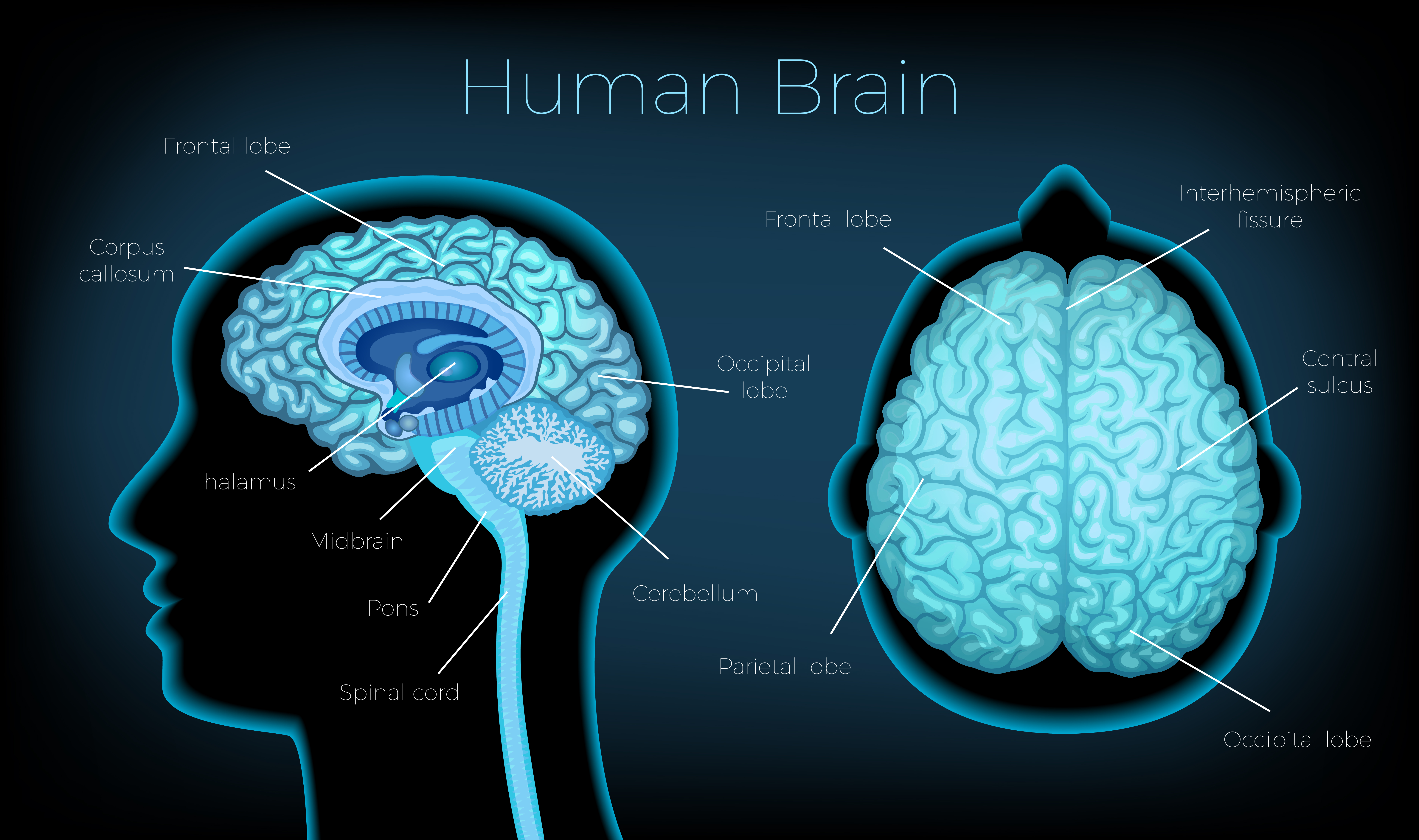 cognitive function