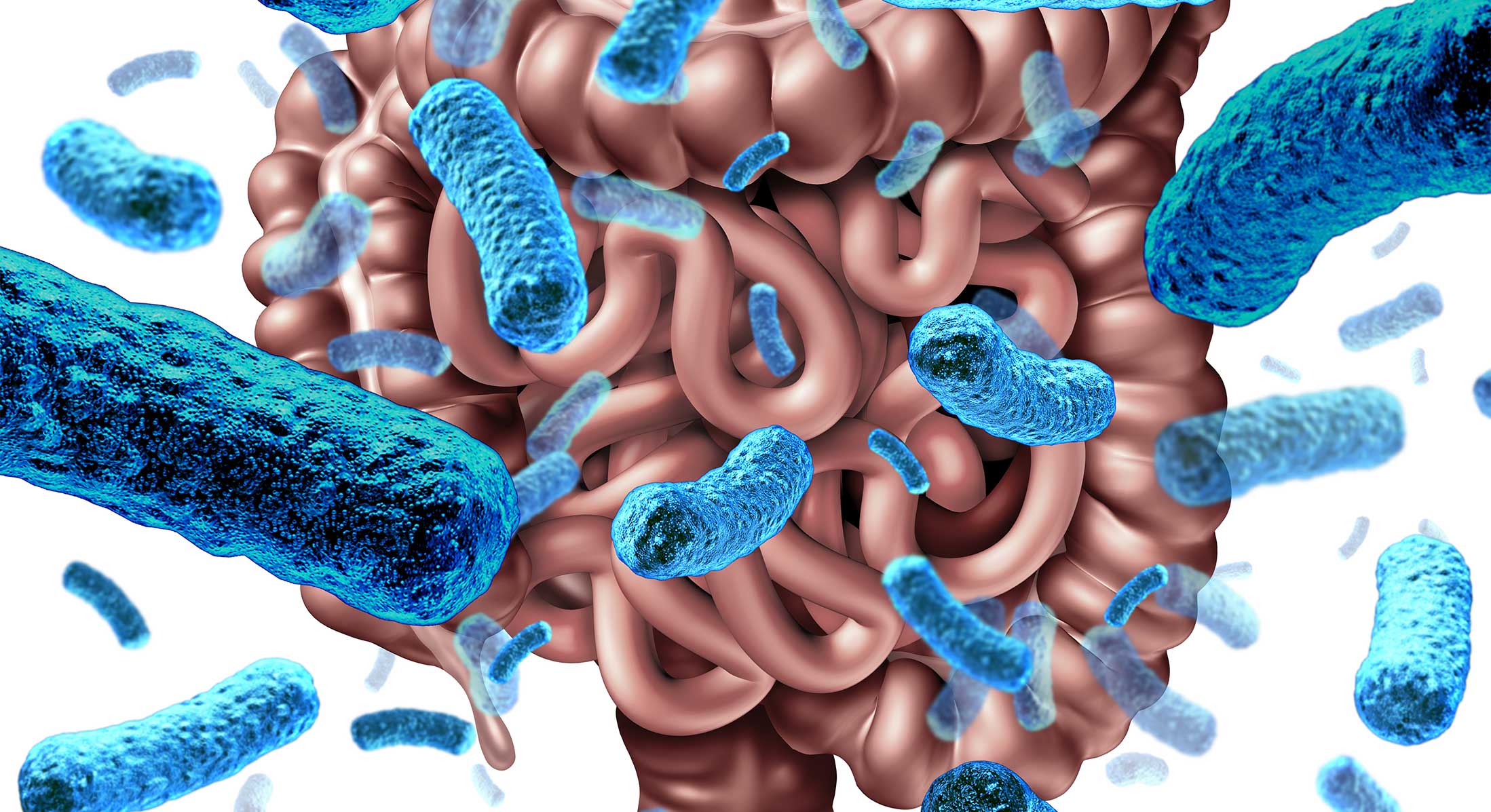 gut microbes IBS