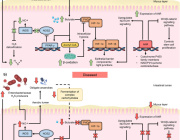 Butyrate and Gut Health: Advances in Clinical Applications